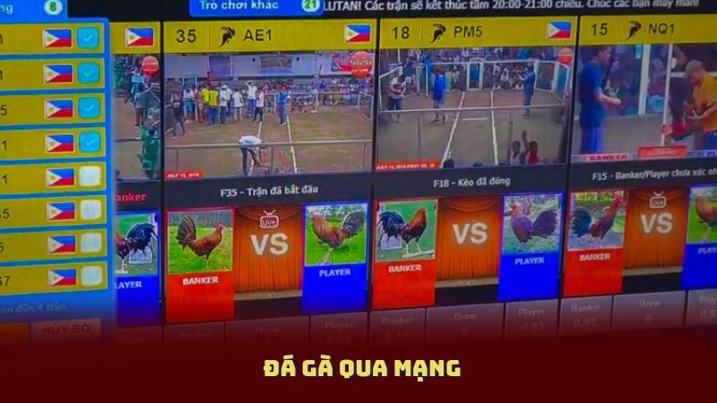 Đá Gà Qua Mạng – Hướng Dẫn Chơi An Toàn Cho Người Mới Bắt Đầu