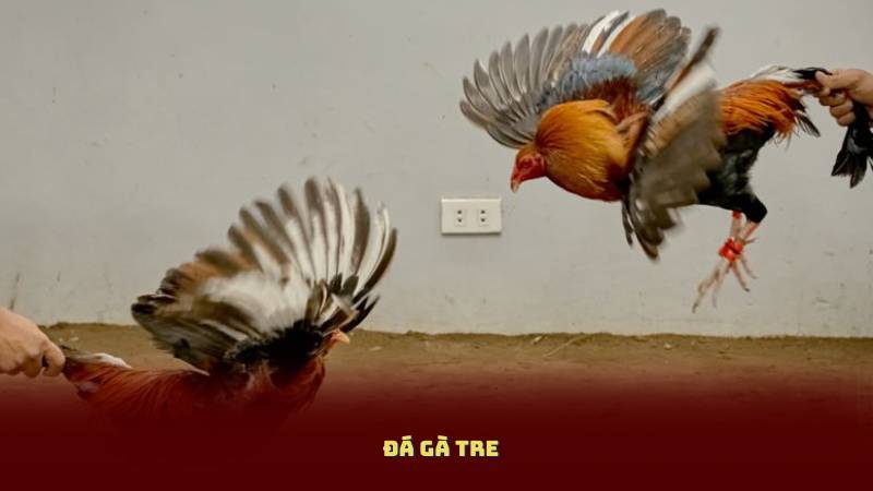 Đá Gà Tre – Bộ Môn Cá Cược Truyền Thống Đầy Kịch Tính