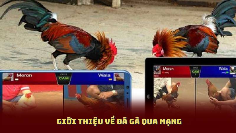 Giới thiệu về Đá Gà Qua Mạng