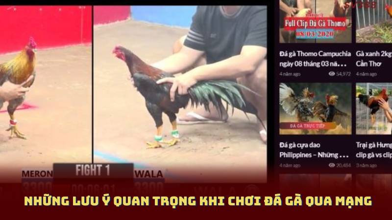 Những lưu ý quan trọng khi chơi Đá Gà Qua Mạng